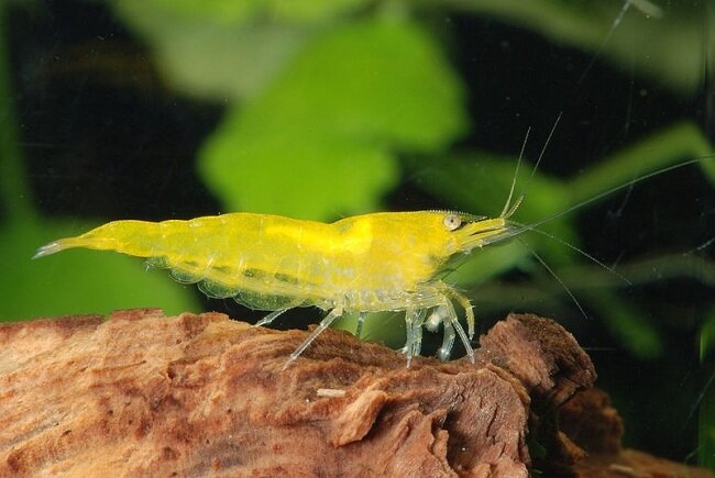 Shrimp Yellow