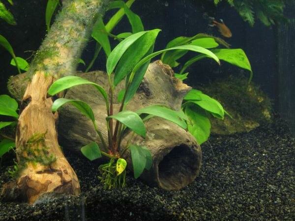 Анубиас Афцели (Anubias afzelii).