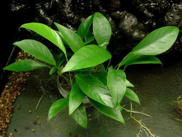 Анубиас Бартера (Anubias barteri var. barteri).