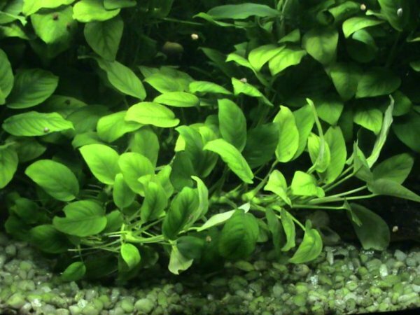 Анубиас карликовый (Anubias barteri var. nana).