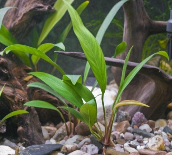 Анубиас конголезский (Anubias congensis, синоним A. heterophilla).