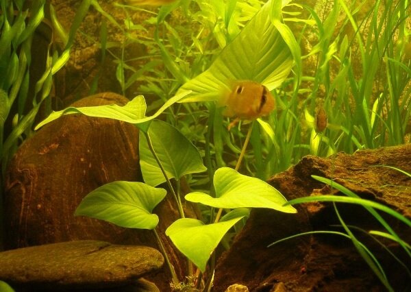 Анубиас копьевидный (Anubias hastifolia).