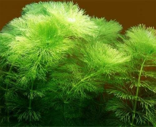 Амбулия, или лимнофила водная (Limnophila aquatica)