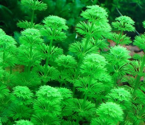 Лимнофила индийская (Limnophila indica)