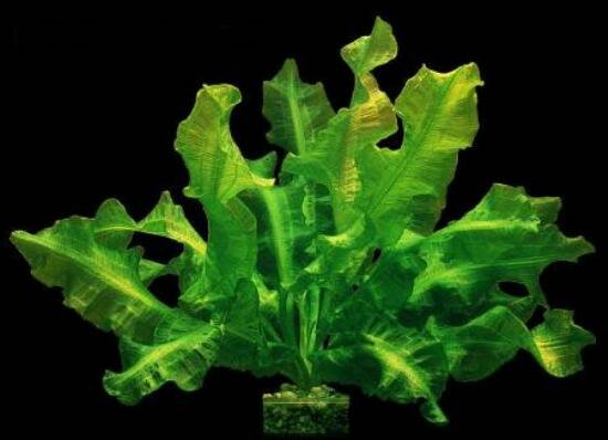 Aponogeton курчавый (Aponogeton crispus)