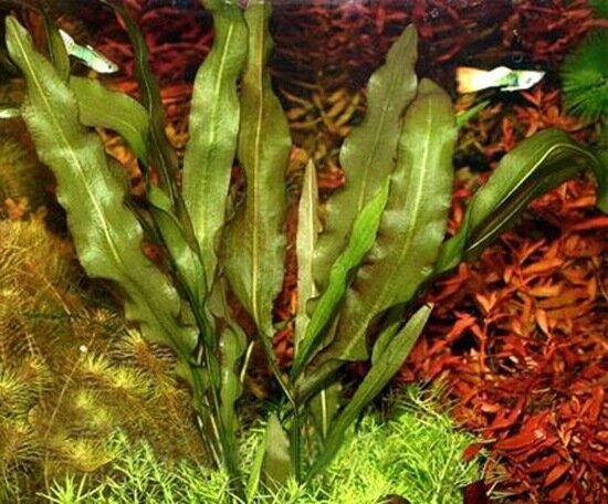 Аponogeton жестколистный (A. rigidifolius)