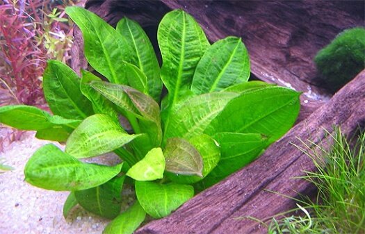  Амазонка (Е. amazonicus)