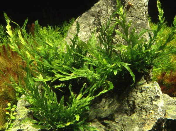 Болбитис (Bolbitis hendelotii)
