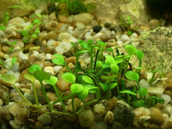 Марсилия (Marsilea quadrifolia).
