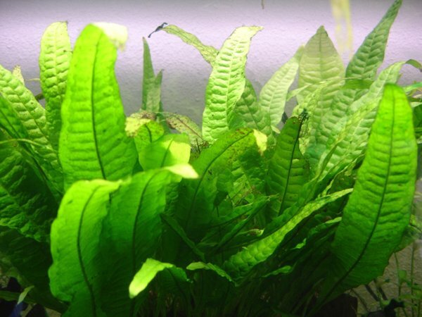 Таиландский, или крыловидный папоротник (Microsorim pteropus).