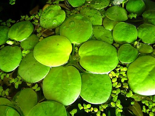 Лимнобиум (Limnobium stoloniferum)