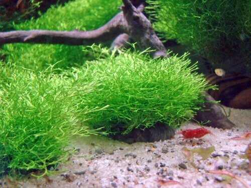 Риччия (Riccia fluitans) 