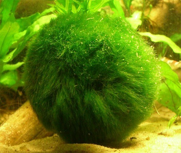 Кладофора (Cladophora aegagrophila)
