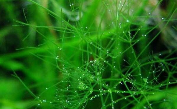 Nitella flexilis (блестянка)