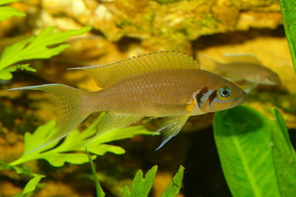 Принцесса Бурунди (Larnprologus brichardi)