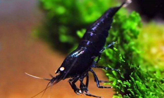 Caridina cantonenis sp. «Black Tiger»