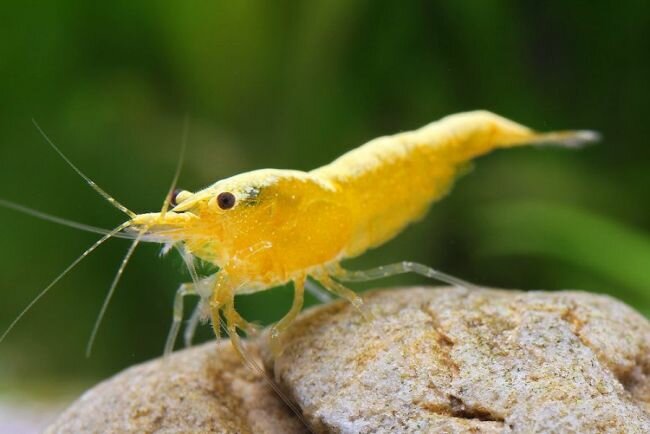 Желтая креветка Shrimp Yellow