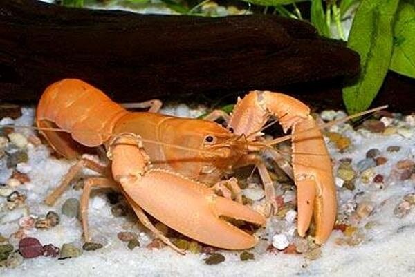 Абрикосовый рак
