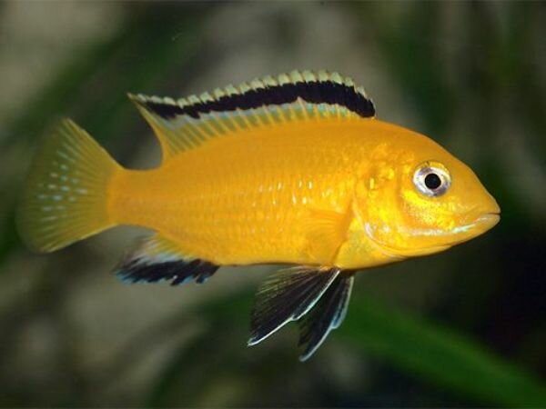 Колибри (Labidochromis caeruleus)