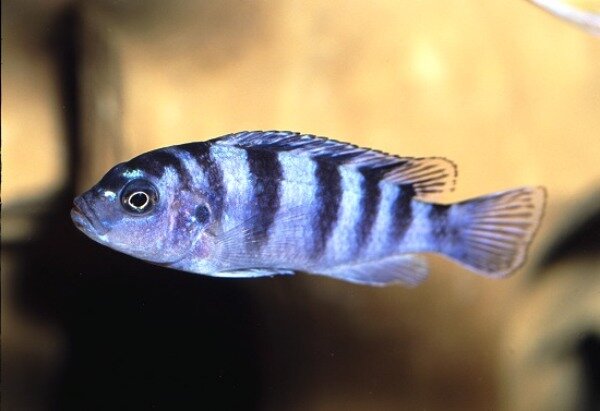 Псевдотрофеус Ломбарде (Pseudotropheus lombardoi