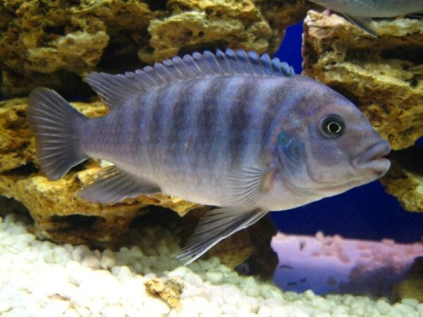Псевдотрофеус зебра (Pseudotropheus zebra)