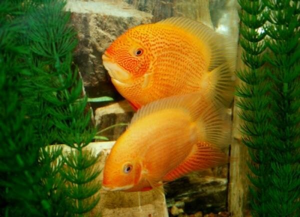 Цихлазома северум (С. severum)