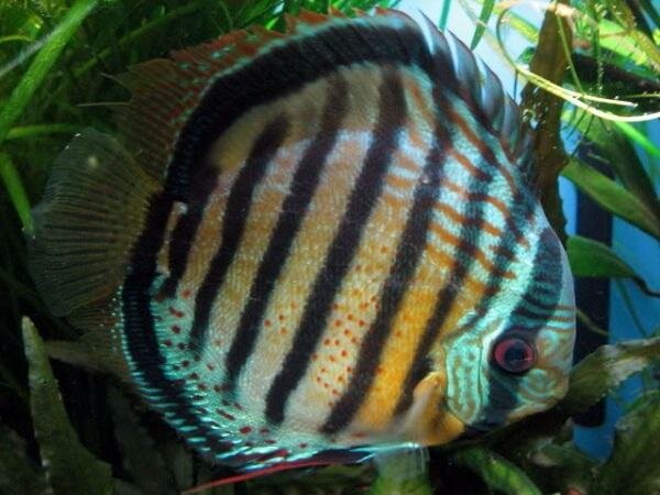 Зеленый дискус (S. a. aequifasciatus)
