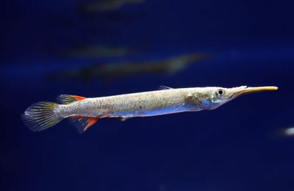 Дермогенис (Dermogenis pussilus)