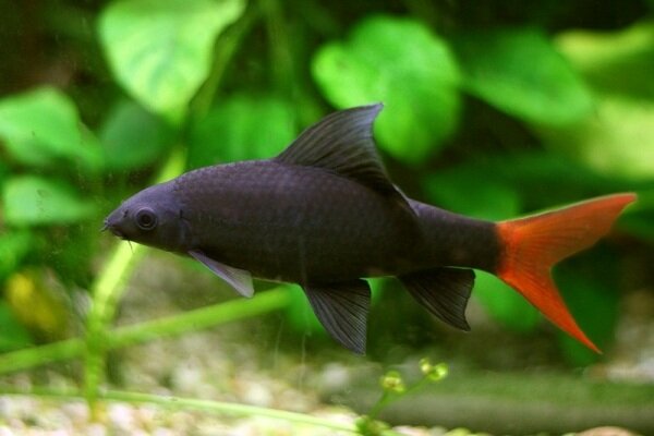 Лабео двухцветный (Epalzeorhynchus (Labeo) bicolor)
