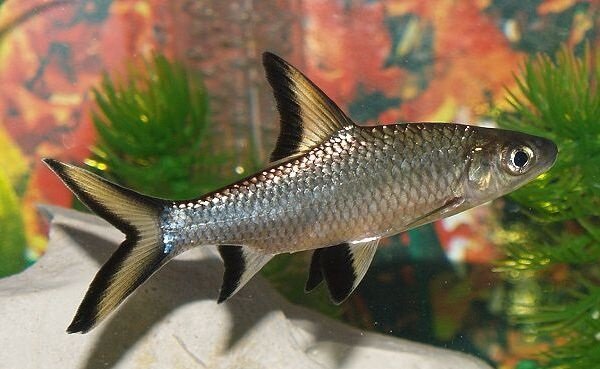 Акулий бала (Balantiocheilus melanopterus)