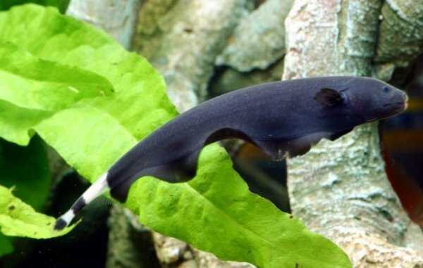 Черный нож (Apteronotus albifrons)