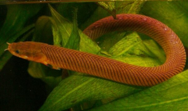 Каламоихт (Calamoichthys calabaricus)