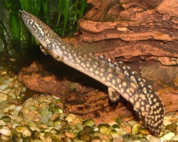 Полиптеры, или многоперы (Polypterus