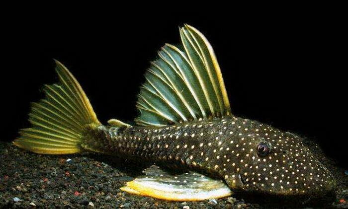 Гипостомусы (Hypostomus)
