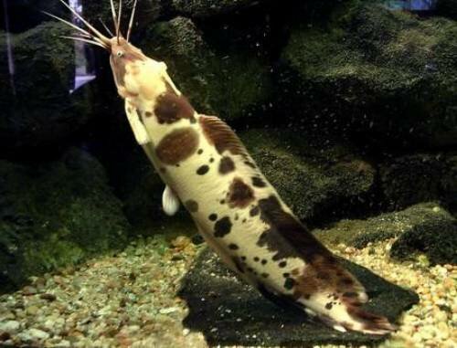Клариас ангольский (Clarias angolensis).