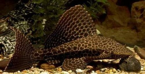 Парчовый птеригоплихт (Pterygoplichthys gibbiceps)