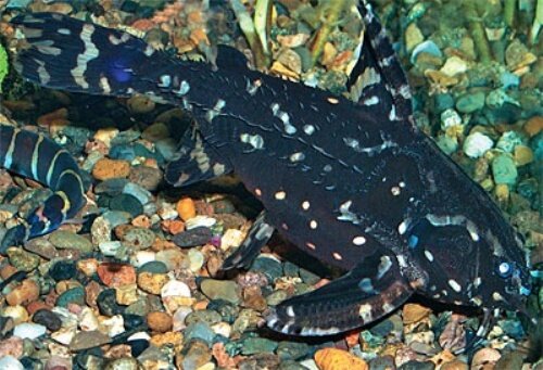 Агамикс (Agamyxis flavopictus) 