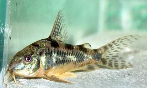 Крапчатый (С. paleatus)