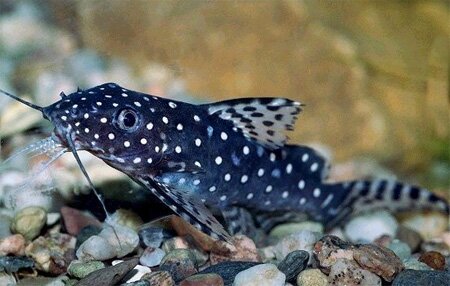 Кукушка (S. multipunctatus) 