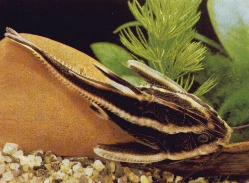 Латидор (Platydoras costatus)
