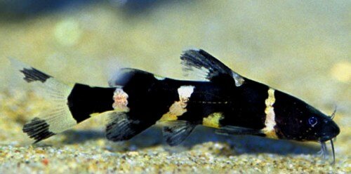 Сиамская касатку (Leiocassis siamensis)