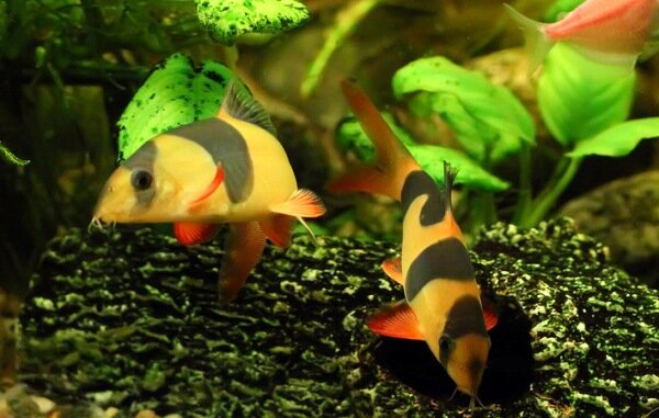 Боция клоун (Botia macracanthus)