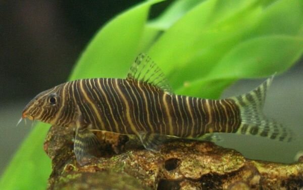 Боция зебра (В. striata)