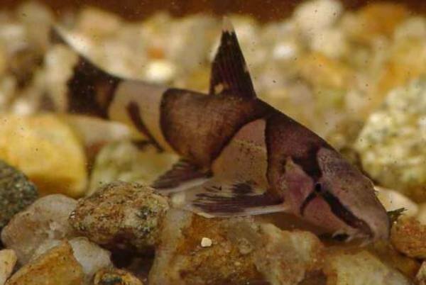 Таиландский плоскопер, или таиландский водорослеед (Homaloptera orthogoniata).