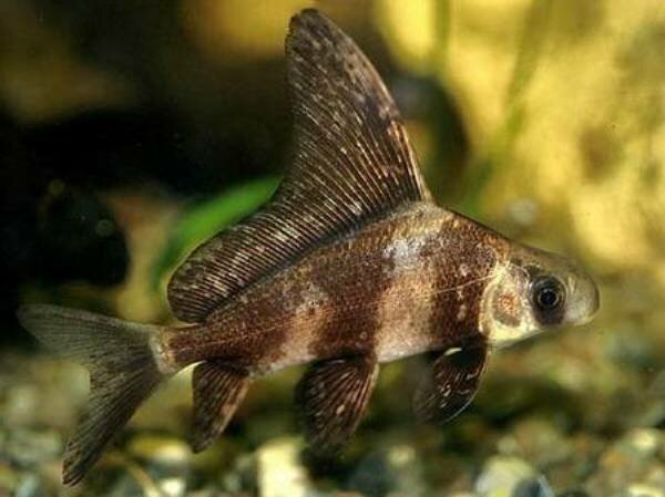 «Китайский городовой» миксоциринус, или «Чукчана», или «Фрегат», (Myxocyrinus asiaticus)