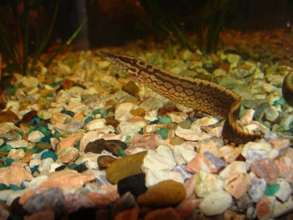 Макрогнаты (Macrognatus)