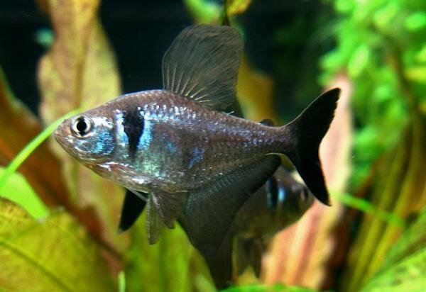 Черный фантом (Megalamphodus megalopterus)