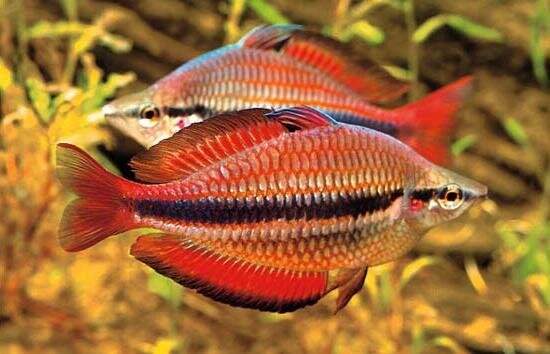 Меланотения трехполосая (Melanotaenia trifasciata)