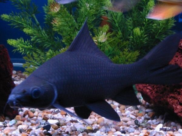 Морулиус черный (Morulius chrysophekadion).
