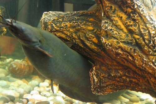Мешкожаберный сом (Heteropneustes fossilis)